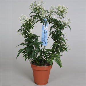 Жасмин 40 см.